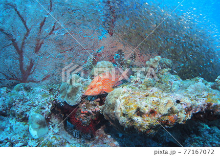 ユカタハタとイソバナ 沖縄の海 ユカタハタとイソバナ 沖縄の海 77167072