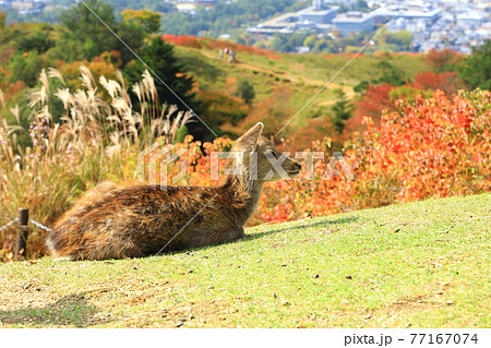 紅葉の若草山山頂から望む奈良市街地風景と子鹿 77167074