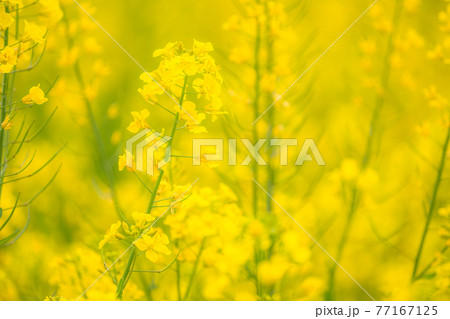 菜の花畑・春イメージ 77167125