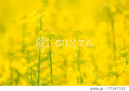 菜の花畑・春イメージ 菜の花畑・春イメージ 77167132
