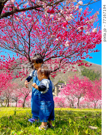 春の晴れた日に公園を散歩する女の子と男の子の写真素材