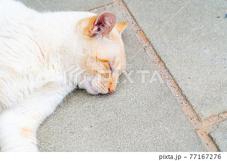 昼寝をしている野良猫の写真 昼寝をしている野良猫の写真 77167276