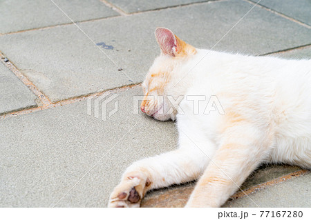 昼寝をしている野良猫の写真 昼寝をしている野良猫の写真 77167280