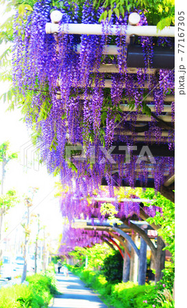 埼玉県春日部市藤塚付近のフジ棚の風景 埼玉県春日部市藤塚付近のフジ棚の風景 77167305