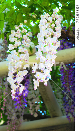 埼玉県春日部市藤塚付近のフジ棚の風景（シロカピタン） 77167307