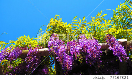 埼玉県春日部市藤塚付近のフジ棚の風景 77167321