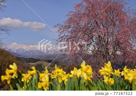 長野県上水内郡小川村 立屋・番所の桜 桜と北アルプス 長野県上水内郡小川村 立屋・番所の桜 桜と北アルプス 77167322