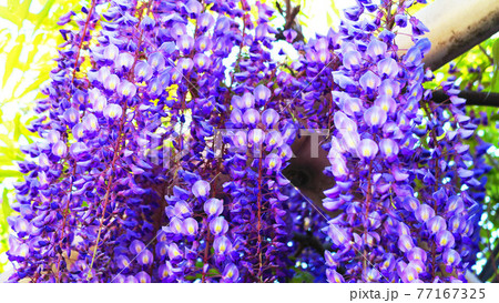 埼玉県春日部市藤塚付近のフジ棚の風景 埼玉県春日部市藤塚付近のフジ棚の風景 77167325