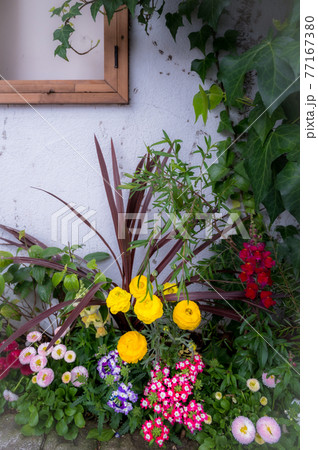 春の花がいっぱいのナチュラルな植え込み 77167380