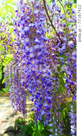 フジ棚のフジの花の風景 フジ棚のフジの花の風景 77167412
