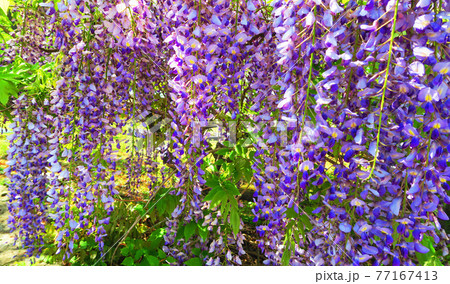 フジ棚のフジの花の風景 フジ棚のフジの花の風景 77167413