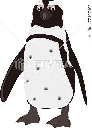 ケープペンギンのイラスト素材