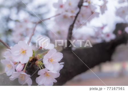 桜の花びらの下の記念撮影 桜の花びらの下の記念撮影 77167561