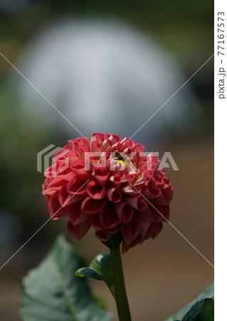 ダリア（薄オレンジ） 77167573