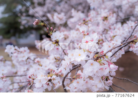 桜の花びらの下の記念撮影　クローズアップ 77167624