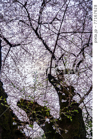 桜の花びらの下の記念撮影　クローズアップ 77167628