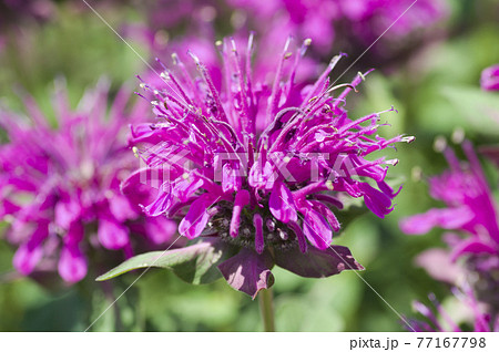 長居植物園にピンク色のモナルダの花が咲いています。学名はMonardaです。 長居植物園にピンク色のモナルダの花が咲いています。学名はMonardaです。 77167798
