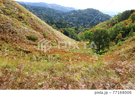 紅葉の若草山山頂から望む春日山原始林 紅葉の若草山山頂から望む春日山原始林 77168006