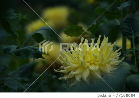 ダリア(黄色) ダリア(黄色) 77168084
