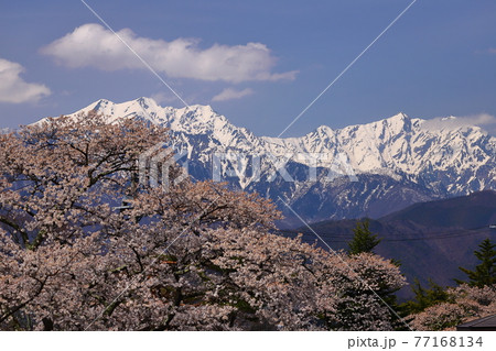 長野県大町市 大町霊園の桜と北アルプスの写真素材