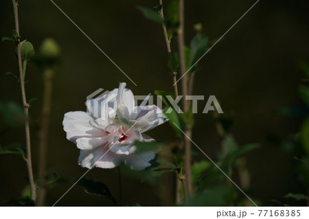 ムクゲの花(八重咲・白) ムクゲの花(八重咲・白) 77168385
