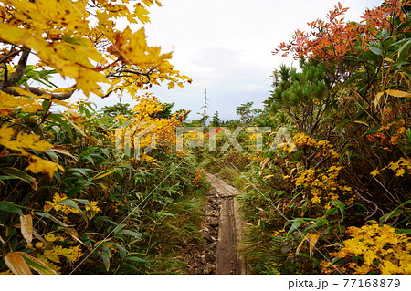 八甲田山 上毛無岱の鮮やかな紅葉 77168879