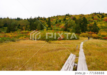 【八甲田山 下毛無岱の鮮やかな紅葉】 77168888