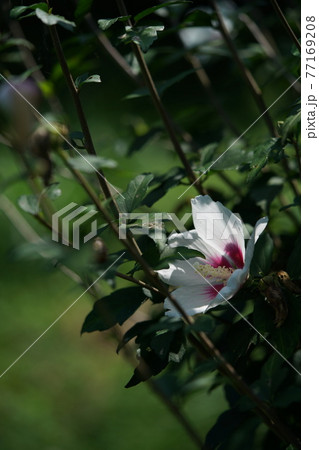 ムクゲの花（一重咲・白） 77169208
