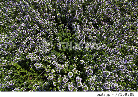 クリーピングタイムの小さいピンク色の花が咲いています の写真素材