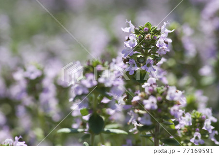 クリーピングタイムの小さいピンク色の花が咲いています。 77169591