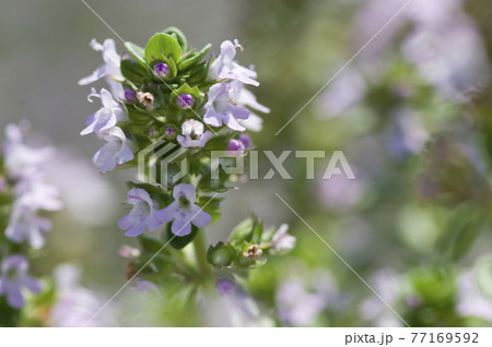 クリーピングタイムの小さいピンク色の花が咲いています。 77169592