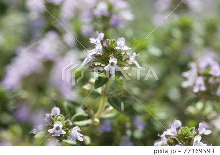 クリーピングタイムの小さいピンク色の花が咲いています の写真素材