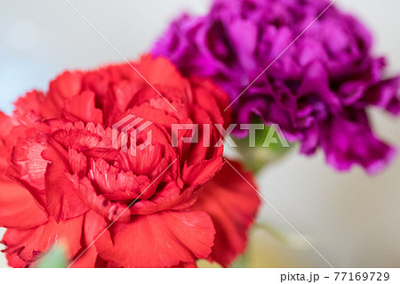 赤と紫カーネーション 赤と紫カーネーション 77169729