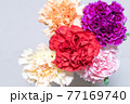 カラフルなカーネーション 77169740