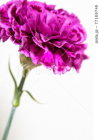 紫のカーネーション 紫のカーネーション 77169746