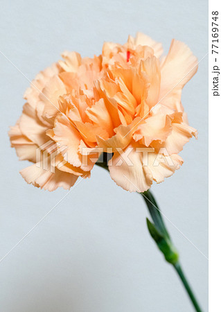 オレンジのカーネーション オレンジのカーネーション 77169748