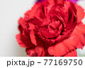 赤いカーネーション 77169750