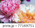 ピンクと黄色いカーネーション 77169751