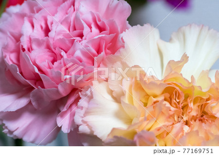 ピンクと黄色いカーネーション 77169751