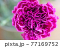 紫のカーネーション 77169752