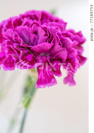 紫のカーネーション 77169754