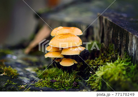 Forest mushrooms on tree stumpwith green moss. Honey agaric mushrrom. Forest mushrooms on tree stumpwith green moss. Honey agaric mushrrom. 77170249