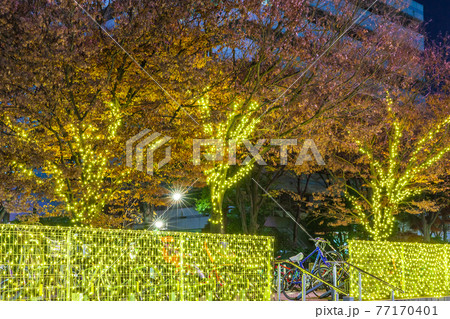 中野セントラルパークのイルミネーション　都市風景 77170401