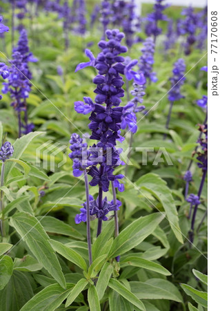 ブルーサルビア ブルーサルビア 77170608