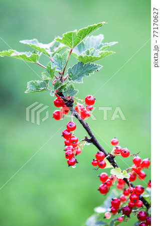 Ripe red currant in a summer garden. Ribes rubrum plant with ripe red berries. 77170627