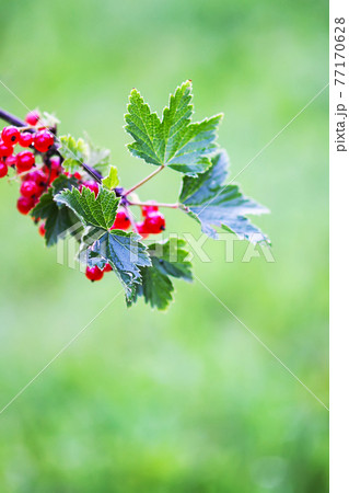Ripe red currant in a summer garden. Ribes rubrum plant with ripe red berries. 77170628