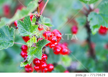 Ripe red currant in a summer garden. Ribes rubrum plant with ripe red berries. Ripe red currant in a summer garden. Ribes rubrum plant with ripe red berries. 77170629