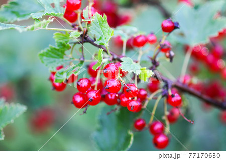Ripe red currant in a summer garden. Ribes rubrum plant with ripe red berries. Ripe red currant in a summer garden. Ribes rubrum plant with ripe red berries. 77170630