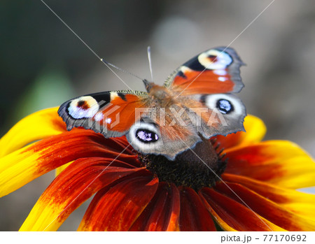 Butterfly at summer 77170692