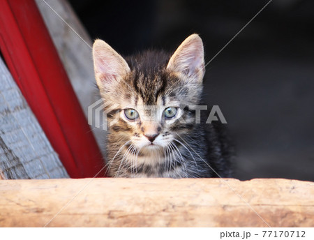 Adorable kitten outdoors 77170712
